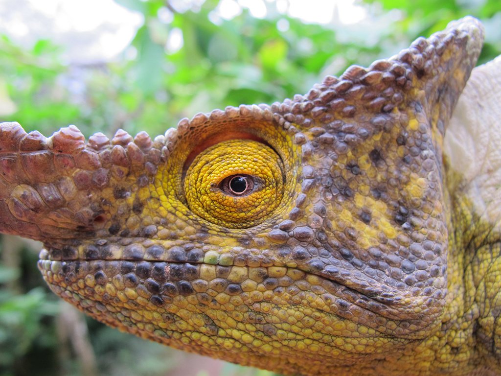 Chameleónovité: The Masters of Camouflage and Adaptation